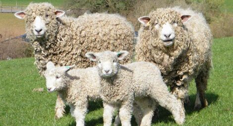 Farming is a Community Affair: No Farm is an Island Image